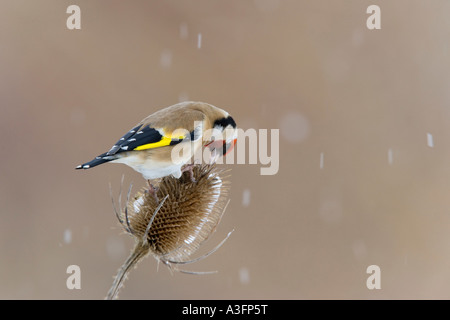 Stieglitz Zuchtjahr Zuchtjahr Fütterung auf Karde bei fallenden Schnee mit schönen sauberen Hintergrund Potton bedfordshire Stockfoto