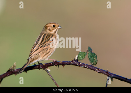 Weibliche Reed bunting Emberiza Schoeniclus gehockt Bramble Warnung mit schönen sauberen Hintergrund Potton Bedfordshire suchen Stockfoto