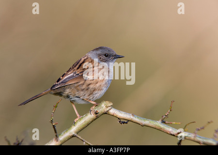 Heckenbraunelle Prunella Modularis AKA: Hedge Sparrow, Hedge beobachtet Log suchen Warnung mit schönen sauberen Hintergrund Potton gehockt Stockfoto