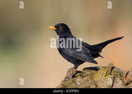 Amsel Turdus Merula gehockt Log nachschlagen Warnung mit Schweif und schöner sauberer Hintergrund Potton bedfordshire Stockfoto