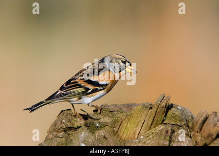 Bergfink Fringilla Montifringilla gehockt Log Warnung mit schönen sauberen Hintergrund Potton Bedfordshire suchen Stockfoto