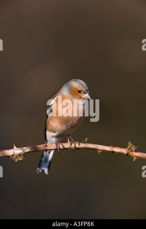 männliche Buchfink Fringilla Coelebs gehockt Bramble Blick Warnung in schönes Licht mit Deffuse Hintergrund Potton bedfordshire Stockfoto