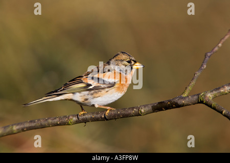 Bergfink Fringilla Montifringilla thront auf Zweig suchen Warnung mit schönen sauberen Hintergrund Potton bedfordshire Stockfoto