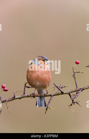 männliche Buchfink Fringilla Coelebs saß auf Weißdorn Zweig suchen Warnung mit schönen sauberen Hintergrund Potton bedfordshire Stockfoto