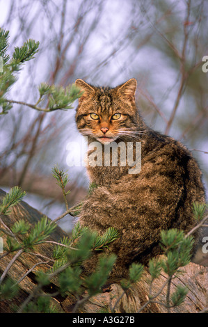 Schottische Wildkatze: Felis catus Stockfoto