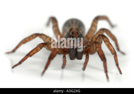 Nahaufnahme einer Wolfspinne, Trochosa Terricola, auf weißem Hintergrund, Kopf zu sehen. Stockfoto