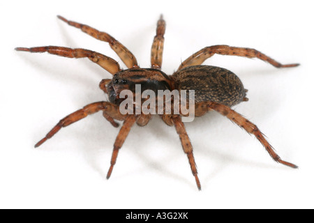 Nahaufnahme von einer Wolfspinne, Trochosa Terricola, auf weißem Hintergrund Stockfoto