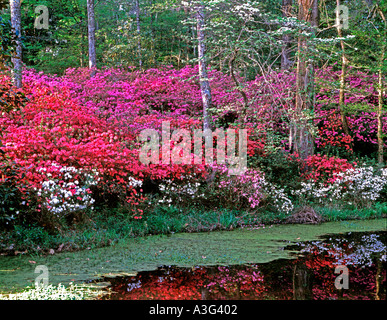 Magnolia Gardens in der Nähe von Charleston in South Carolina mit Frühling blüht auf einer alten Plantage Stockfoto