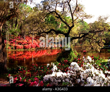 Middleton Place Gardens in der Nähe von Charleston in South Carolina, wo der alte Süden zum Leben wieder jedes Jahr im Frühling im bunten Garten erwacht Stockfoto