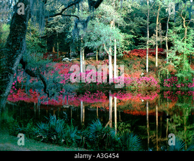 Middleton Place Plantation Gardens in der Nähe von Charleston in South Carolina Stockfoto