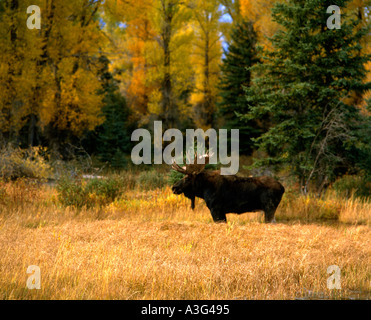 Ein Stier Elch Alces Alces gezeigt Beweidung in ein sumpfiges Gebiet von einem Biber Teich im Herbst Stockfoto