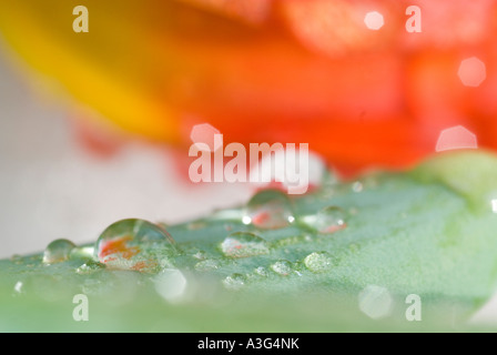 Wassertropfen auf Klinge einer Tulpe Tulipa Stockfoto