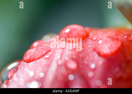 Wassertropfen auf Blütenblätter einer Tulpe Tulipa Stockfoto