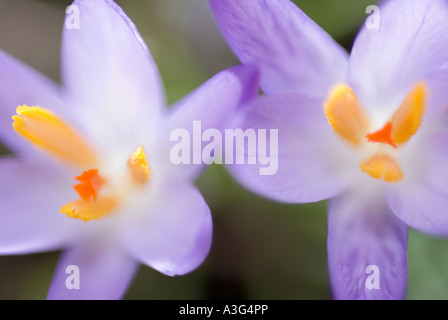 lila Krokusse Crocus Vernus Vernus München Bayern Deutschland Europa Stockfoto