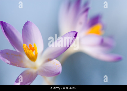 lila und weißen Crocusses Crocus Vernus Vernus im Sonnenlicht Stockfoto