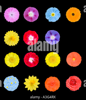 verschiedene Blumen Ausschneiden von oben Stockfoto