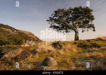 Juniper Tree Juniperus Communis auf der Pennine Way Wanderweg in der Nähe von Bracken Rigg oberen Teesdale County Durham Stockfoto