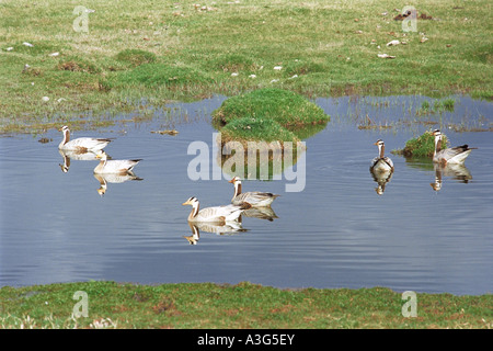 Unter der Leitung von Bar Gans Anser Indicus schwimmen in einer Pfütze. Khatgal Dorf. Khovsgol Provinz. Nord-Mongolei Stockfoto