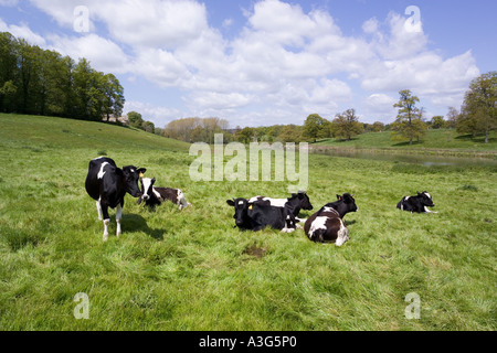 Kühe genießen die üppigen Frühjahr Rasen der Cotswolds neben Sherborne Brook in Sherborne, Gloucestershire Stockfoto