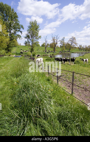 Kühe genießen die üppigen Frühjahr Rasen der Cotswolds neben Sherborne Brook in Sherborne, Gloucestershire Stockfoto