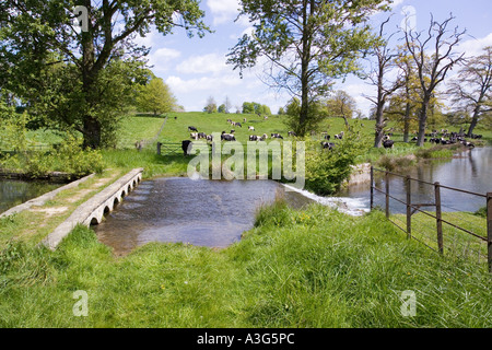 Kühe genießen die üppigen Frühjahr Rasen der Cotswolds neben Sherborne Brook in Sherborne, Gloucestershire Stockfoto