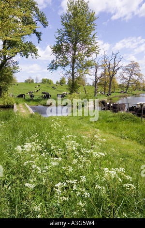 Kühe genießen das üppige Frühlingsgras der Cotswolds neben dem Sherborne Brook in Sherborne, Gloucestershire, Großbritannien Stockfoto