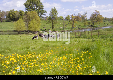 Kühe genießen die üppigen Frühjahr Rasen der Cotswolds neben Sherborne Brook in Sherborne, Gloucestershire Stockfoto