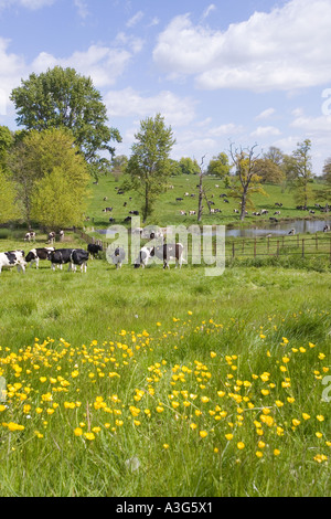 Kühe genießen die üppigen Frühjahr Rasen der Cotswolds neben Sherborne Brook in Sherborne, Gloucestershire Stockfoto