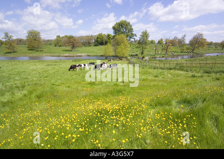 Kühe genießen die üppigen Frühjahr Rasen der Cotswolds neben Sherborne Brook in Sherborne, Gloucestershire Stockfoto