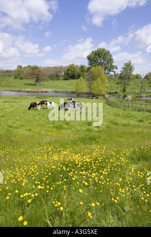 Kühe genießen die üppigen Frühjahr Rasen der Cotswolds neben Sherborne Brook in Sherborne, Gloucestershire Stockfoto