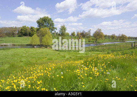 Kühe genießen die üppigen Frühjahr Rasen der Cotswolds neben Sherborne Brook in Sherborne, Gloucestershire Stockfoto