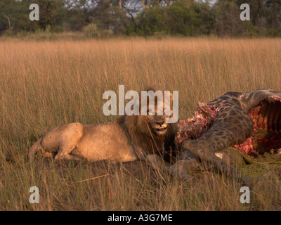 Löwen bewachen Giraffe töten Stockfoto