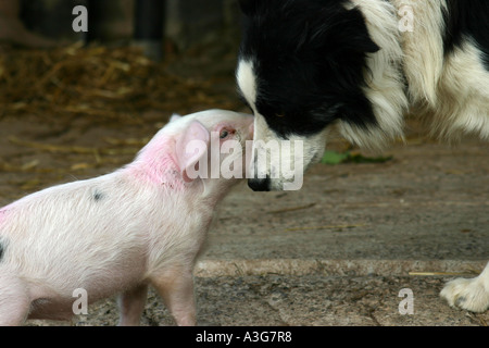 Gloucester alten Spot Ferkel trifft Schäferhund, obere Bettws Farm, Monmouthshire, South Wales Stockfoto