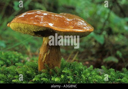 Kuh Bolete Suillus Bovinus Pilze wachsen in Thornley Woods Tyne & tragen Stockfoto