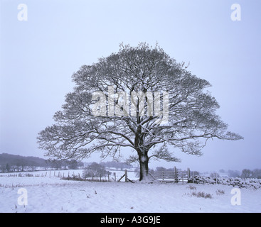 Eine verschneite Feld, Baum und Tor auf der Hadrian's Wall Path in Northumberland, England Stockfoto