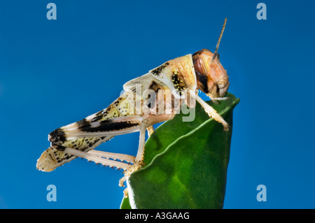 afrikanische Wüste Heuschrecke Schistocerca Gregaria Halbwüchsige GRASSHOPPER Essen feed grünes Blatt blau Hintergrund Stockfoto