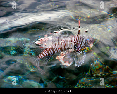 Poison giftige Rückenflosse von Redfire Fisch Feuer PTEROIS VOLITANS Rotfeuerfische Löwe Turkeyfish erheben sich über der Oberfläche des Wassers
