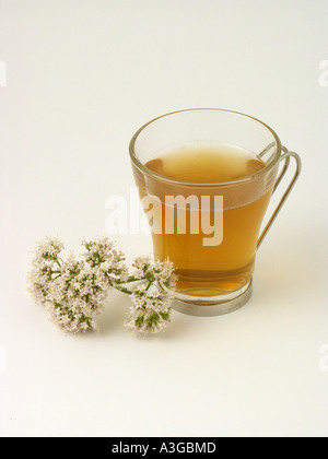 Infusion Baldrian Valeriana officinalis Stockfoto