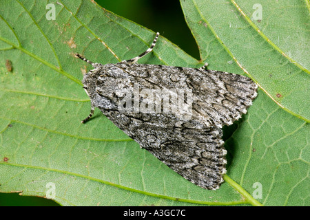 Der Bergahorn (Acronicta Aceris) auf der Unterseite des Blattes Potton bedfordshire Stockfoto