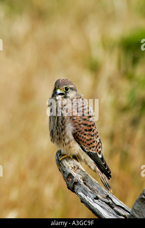 Junge Turmfalken Falco Tinnunculus hocken auf stumpf warten, Potton Bedfordshire zu ernähren Stockfoto