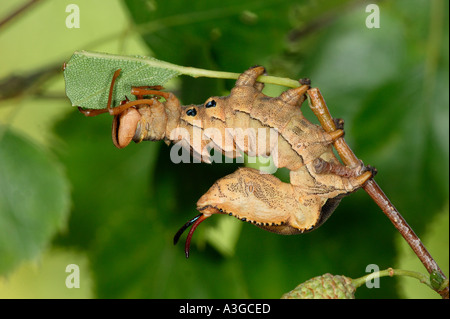 Hummer Moth Stauropus Fagi Larven ernähren sich von Buche verlässt Potton Bedfordshire Stockfoto