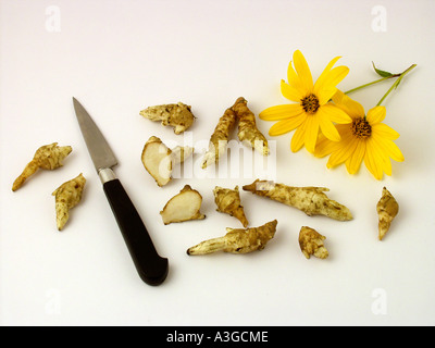 Topinambur Helianthus tuberosus Stockfoto