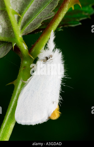 Yellow Tail Euproctis Similis auf Blatt Potton bedfordshire Stockfoto