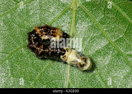 Alder Moth Acronicta Alni Larven auf Blatt sieht aus wie Vogel fallen Potton bedfordshire Stockfoto