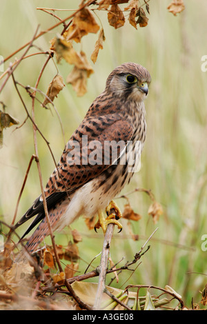 Turmfalken Falco Tinnunculus hocken auf Beech Hedge-Stecklinge alert Potton Bedfordshire suchen Stockfoto