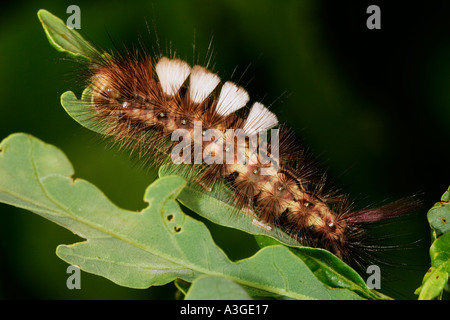 Blasse Grasbüschel (Calliteara Pudibunda) Larven ernähren sich von Eiche Potton bedfordshire Stockfoto