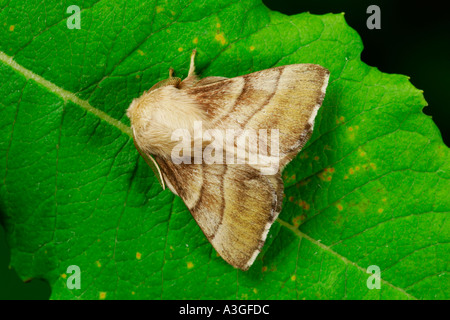 Der Lakai (Malacosoma Neustrien) auf Blatt Potton bedfordshire Stockfoto