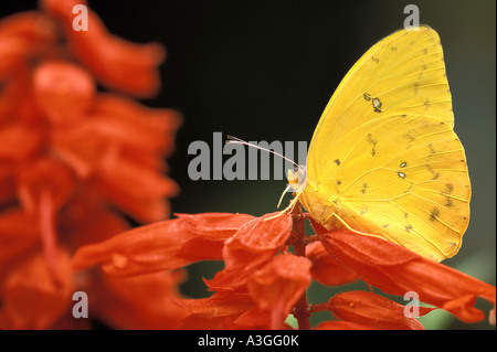 Orange verjährt Schwefel Stockfoto
