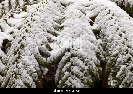 Farne im Schnee in Caerhayes Castle Gardens, Cornwall. Stockfoto