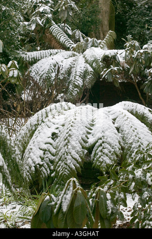 Farne im Schnee in Caerhayes Castle Gardens, Cornwall. Stockfoto